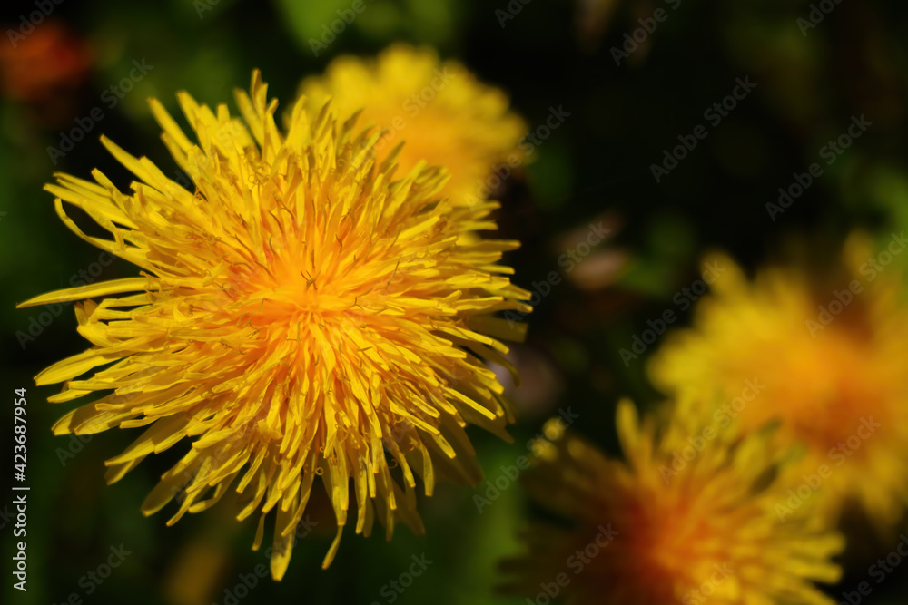Yellow blooming dandelion flower in the meadow. Yellow blooming dandelion flower in the meadow.