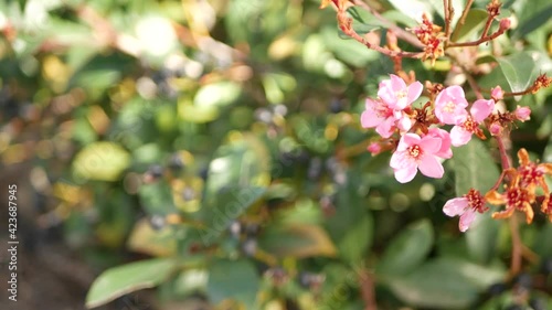Indian hawthorn pink flower, California USA. Rhaphiolepis springtime fresh bloom, romantic botanical atmosphere, delicate natural blossom. Spring soft color, garden design and decorative floriculture. photo