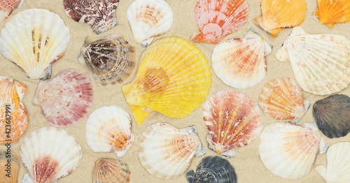 Natural background of color seashells on the sand