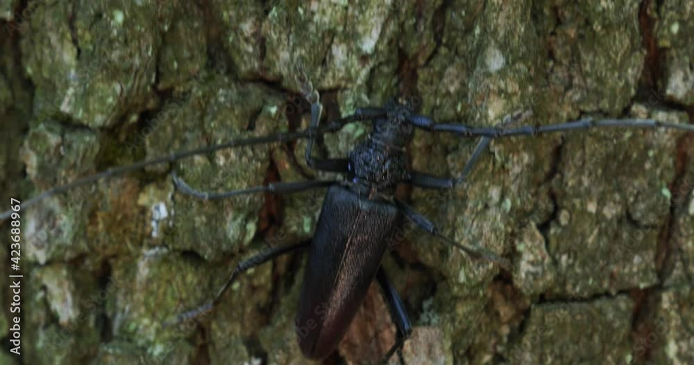 Cerambyx cerdo, the great capricorn beetle, on an oak tree bark Cerambyx cerdo, the great capricorn beetle, on an oak tree bark