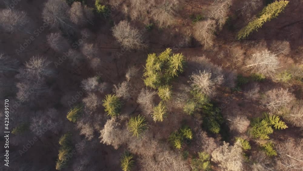 Aerial view above the beautiful mountain forest, during spring. Aerial view above the beautiful mountain forest, during spring.