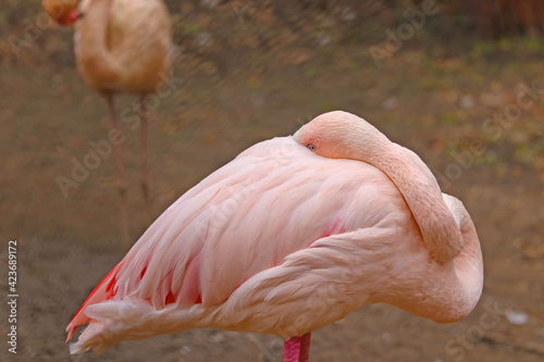View of a beautiful pink flamingo. She hid her head under the wing.