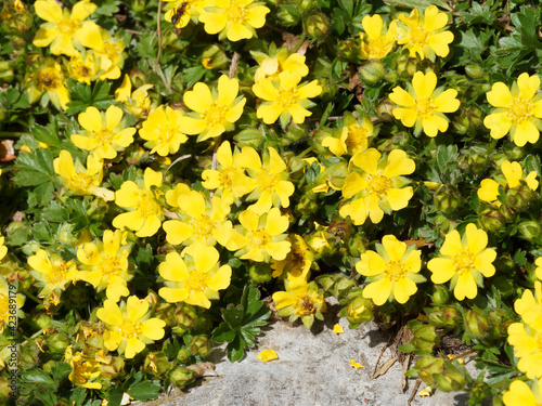 Gros plan sur fleurs à cinq pétales et étamines jaune vif de potentilles printanières (Potentilla verna)