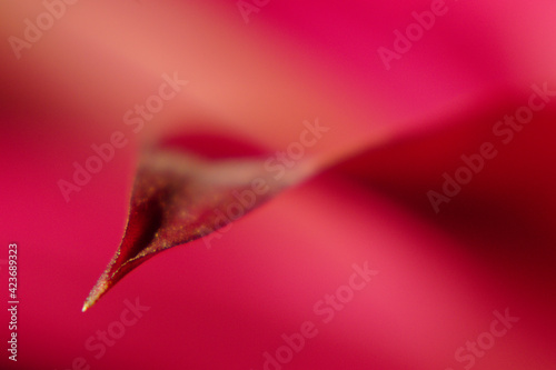 Czerwony kwiat liść detal