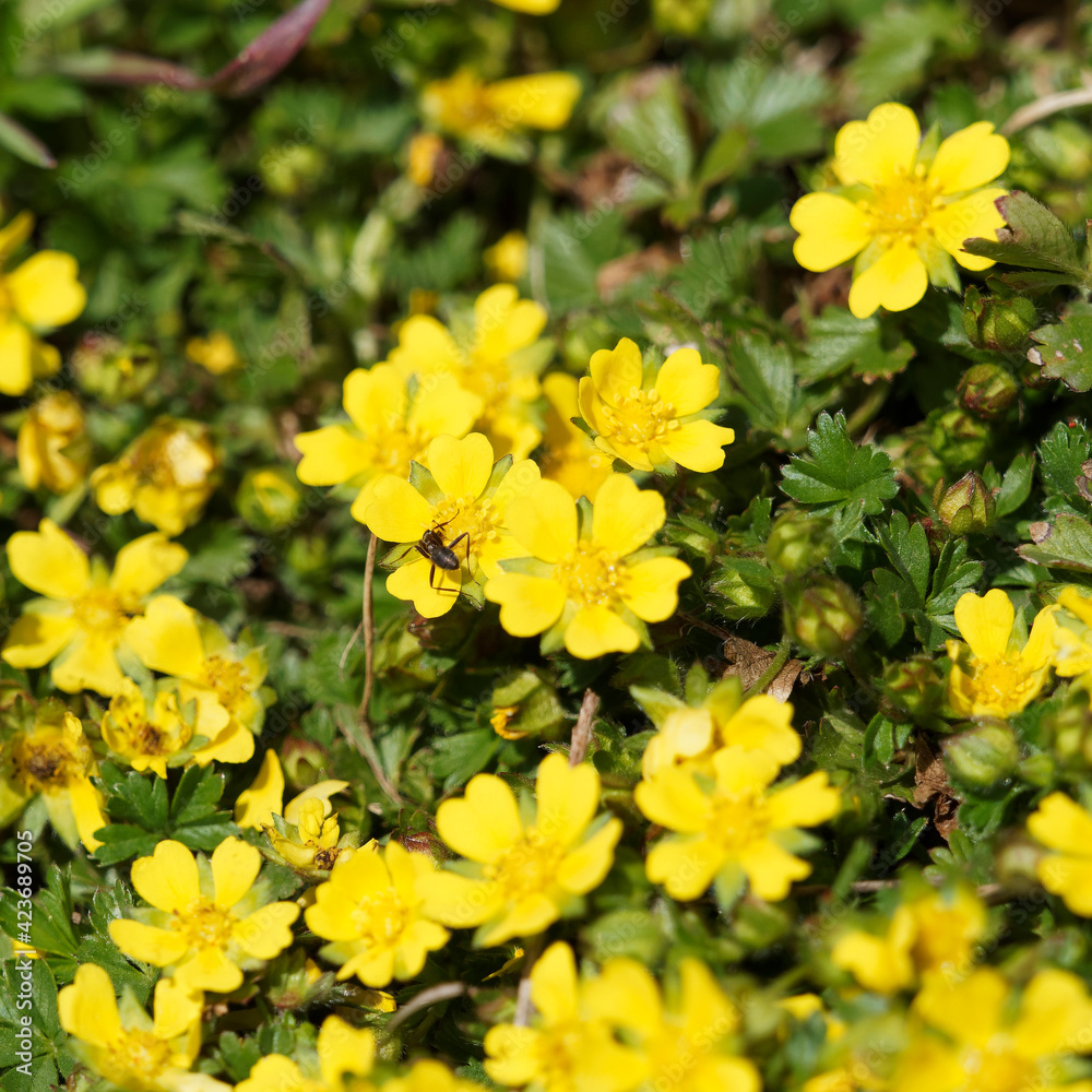 Potentilla verna ou Potentille sauvage printanière à floraison dense jaune vif sur tiges rampantes dans un feuillage dense vert brillant Potentilla verna ou Potentille sauvage printanière à floraison dense jaune vif sur tiges rampantes dans un feuillage dense vert brillant