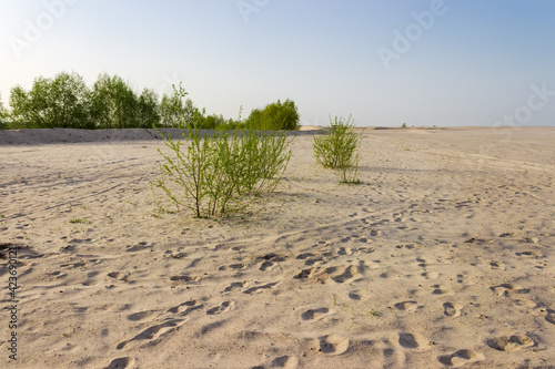 Sandy plain with few bushes and footprints against clear sky