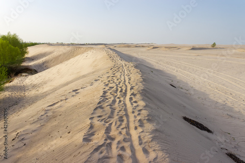 Sandy dune with footprints and tracks against trees and sky