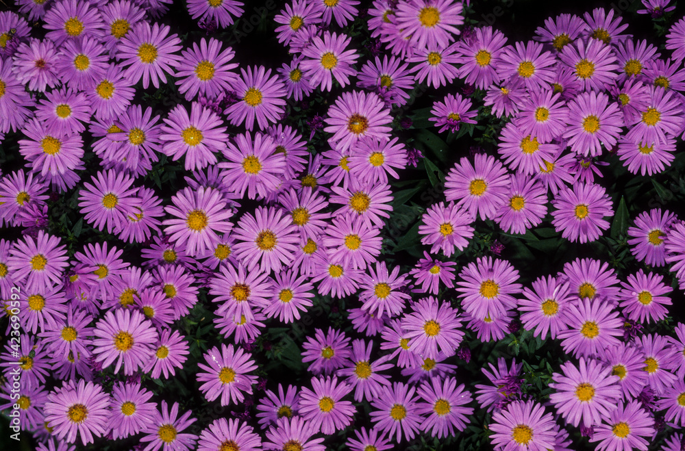 Aster, Symphyotrichum novae angliae Aster, Symphyotrichum novae angliae