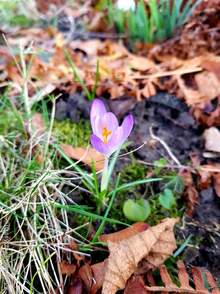 crocuses in the spring garden crocuses in the spring garden