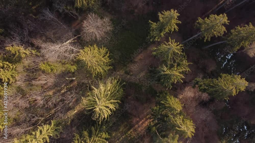 Aerial view above the beautiful mountain forest, during spring. Aerial view above the beautiful mountain forest, during spring.