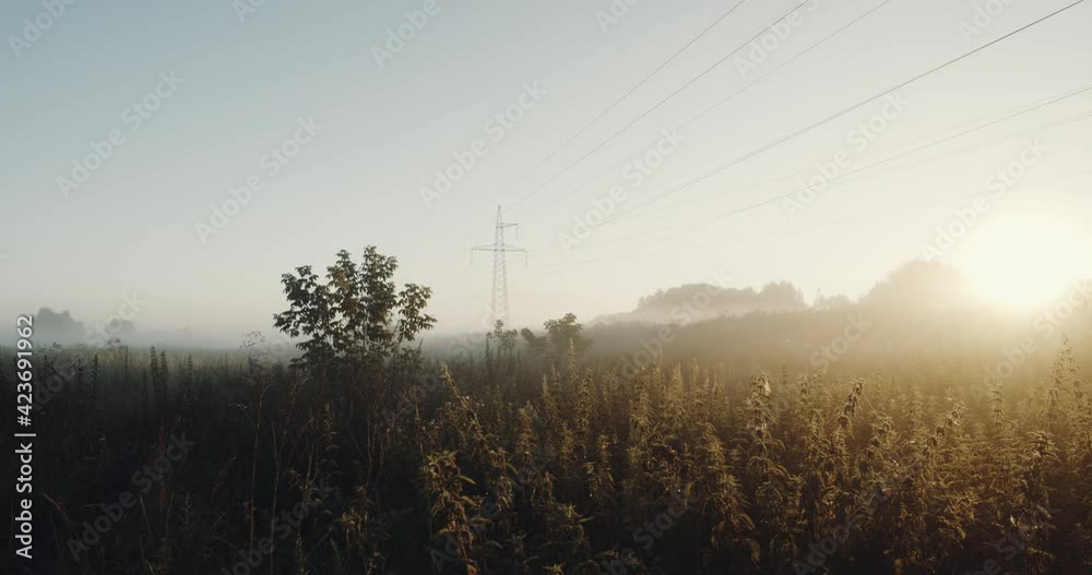 Sunrise out of the city, countryside scenery, view of cereals and wild plants Sunrise out of the city, countryside scenery, view of cereals and wild plants