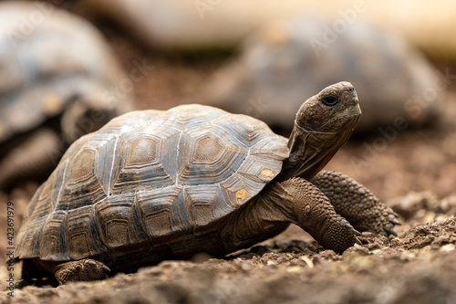 Galapagos giant land tortoise baby © Janos