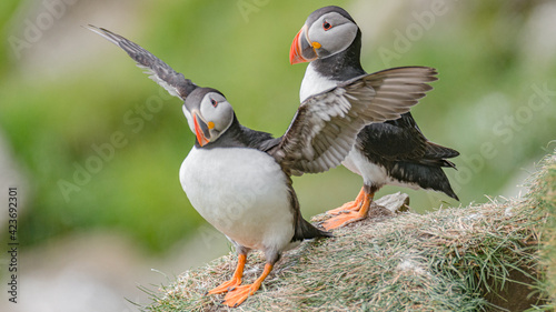 Rookery of North Atlantic puffins at Faroe island Mykines, late summer time, closeup, details