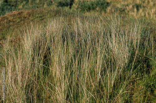 Oyat, dunes, Ammophila argenaria