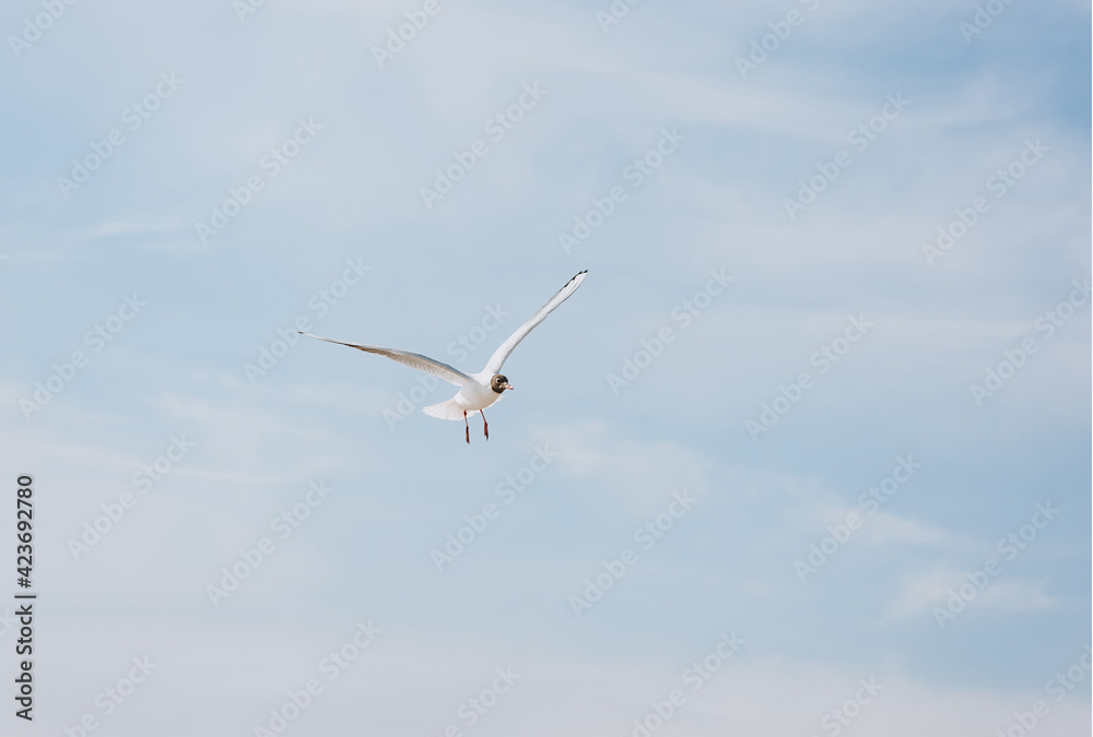 A beautiful, large white sea gull flies against the blue sky, soaring above the clouds, spreading its wings on a sunny spring day. Photography of birds. A beautiful, large white sea gull flies against the blue sky, soaring above the clouds, spreading its wings on a sunny spring day. Photography of birds.