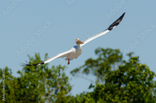 Pélican d'Amérique,.Pelecanus erythrorhynchos, American White Pelican