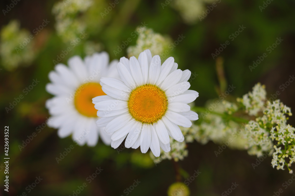Beautiful blooming daisies in spring in the meadow. Beautiful blooming daisies in spring in the meadow.