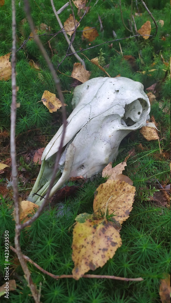 skull skull