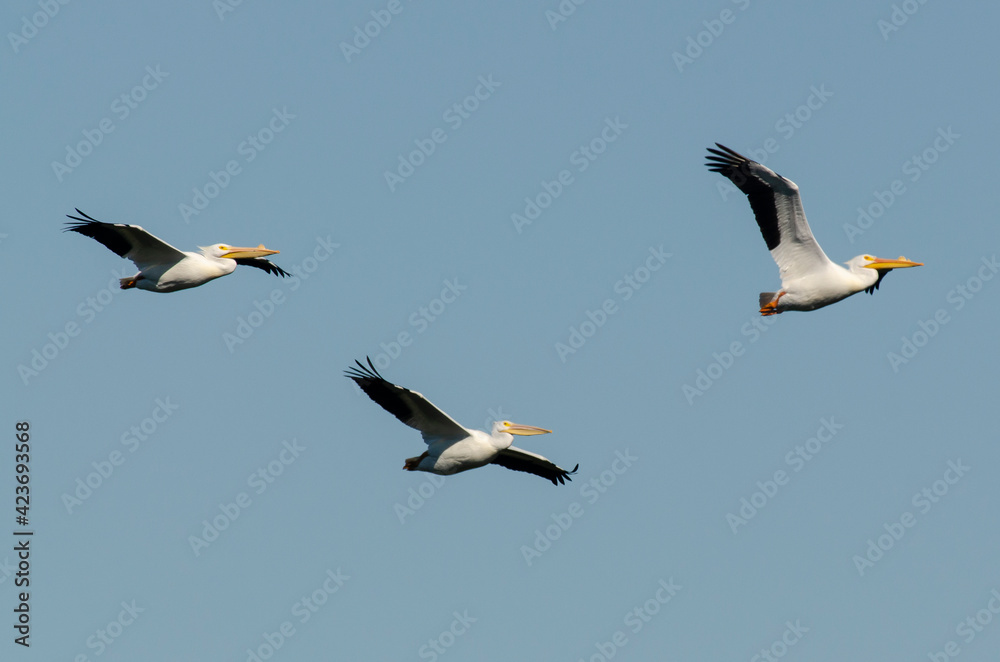 Obraz premium Pélican d'Amérique,.Pelecanus erythrorhynchos, American White Pelican