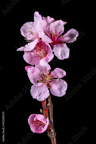 Fototapeta Naklejka Na Ścianę i Meble -  Detail view of a branch of the mirabelle with flowers, buds and leaves