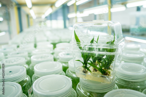 Plant tissue culture science research laboratory grown green plant in sterile bottle for education concept