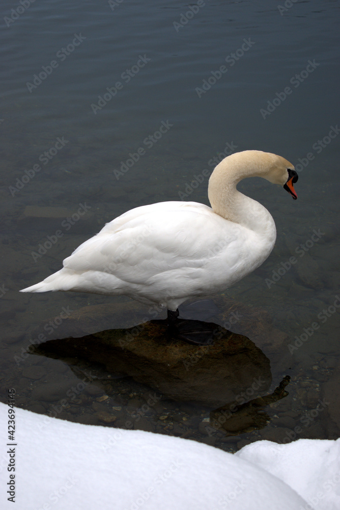 Fototapeta premium Swan in the lake in Werdenberg in Switzerland 15.1.2021