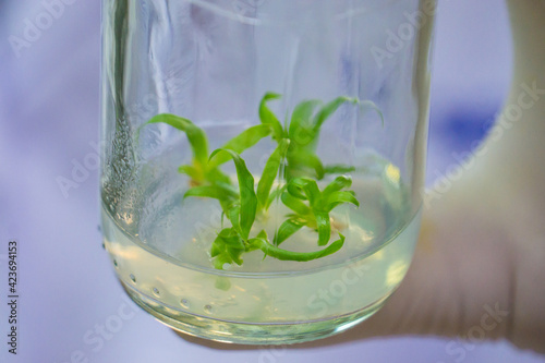 Plant tissue culture science research laboratory grown green plant in sterile bottle for education concept