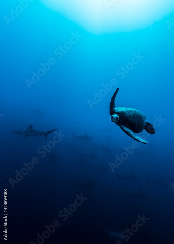 Glaucous gull (Larus hyperboreus) flying in Hokkaido winter