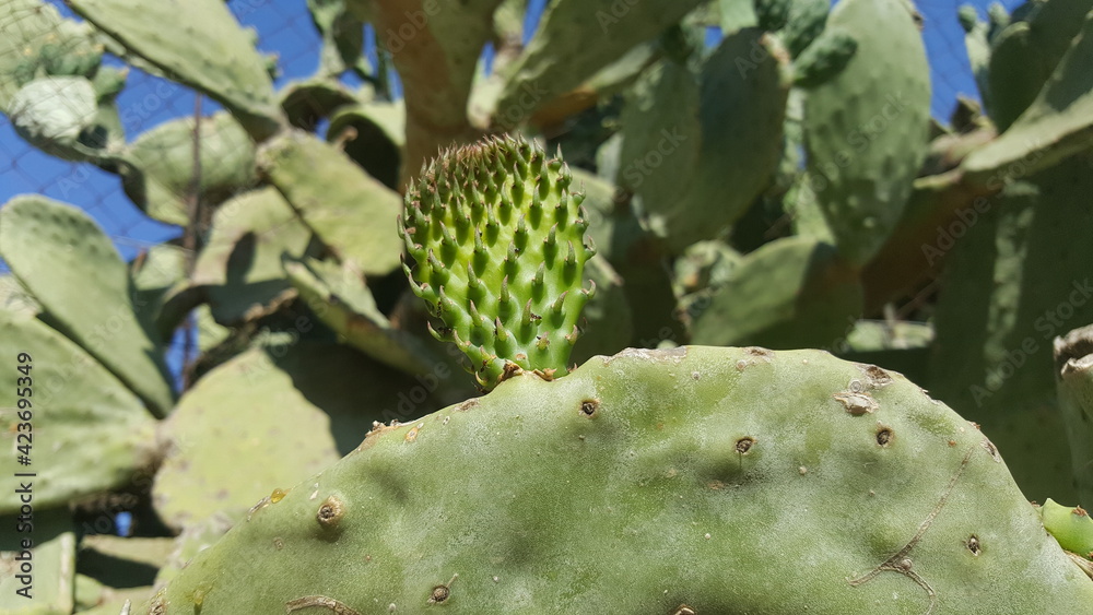 Big cactus plant with fresh pup growing in the middle Big cactus plant with fresh pup growing in the middle