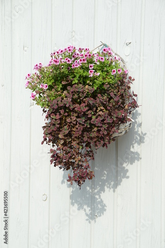 Pink carnations with darker leaf plants in a flowerpot on white wooden wall