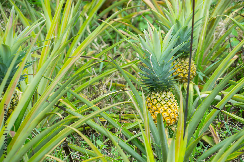 this pic show the pineapple fruit in the garden, it's a tropical fruit this pic show the pineapple fruit in the garden, it's a tropical fruit