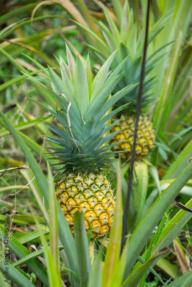 this pic show the pineapple fruit in the garden, it's a tropical fruit this pic show the pineapple fruit in the garden, it's a tropical fruit