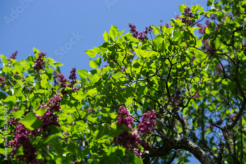 beautiful lilac trees blooming bushes in summer with blue sky on background. High quality photo