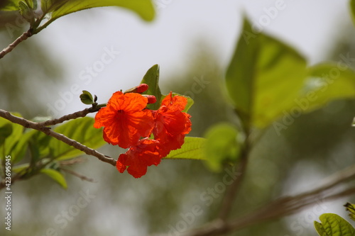 la beauté des jardins  sont la cause  les fleures