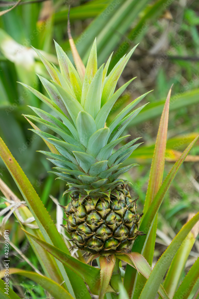this pic show the pineapple fruit in the garden, it's a tropical fruit this pic show the pineapple fruit in the garden, it's a tropical fruit