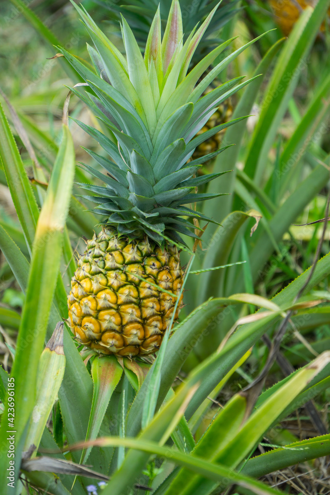 this pic show the pineapple fruit in the garden, it's a tropical fruit this pic show the pineapple fruit in the garden, it's a tropical fruit