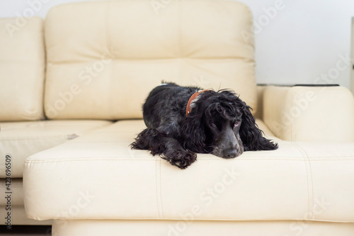black dog of the Russian spaniel breed