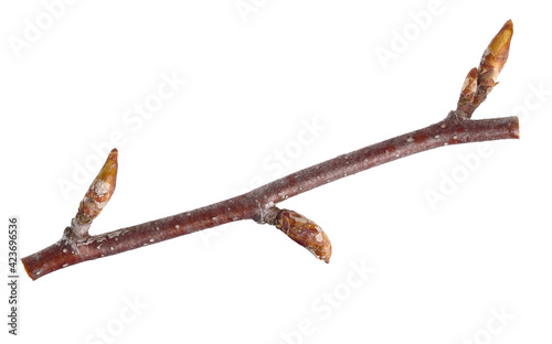 Closeup on Birch Tree (Betula Pendula) Fresh Buds on a Twig. Also known as Silver Birch, Warty Birch, European White or East Asian White Birch. Isolated on White.