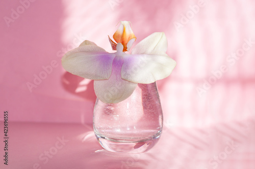 Beautiful orchid flower in glass on pink background with shadows.