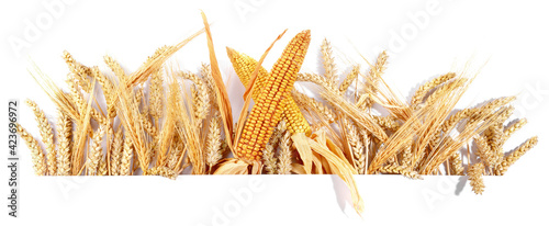 Getreide und Ähren wie Weizen, Mais und Gerste freigestellt - Hintergrund weiß