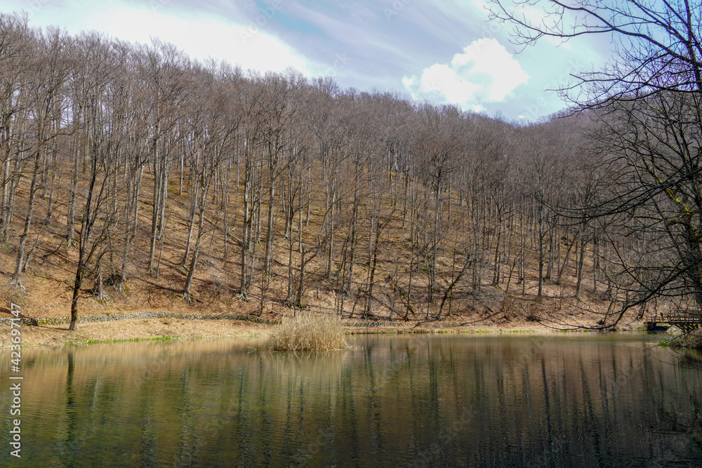 Obraz premium Early spring evening in the woods. Forest lake surrounded by trees. Picture with selective focus. 