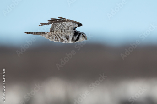 Hawk owl fly over a winter landscape photo