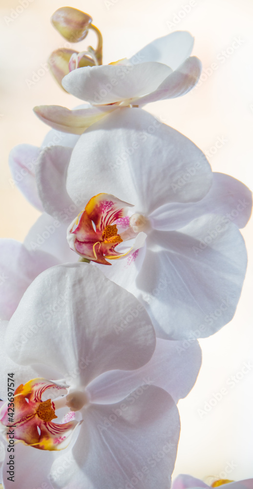white orchid on a shaded background