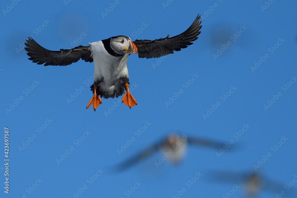 Puffin fly in blue sky Stock Photo | Adobe Stock