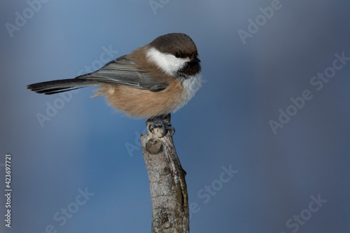 Boreal tit on a tree branch photo