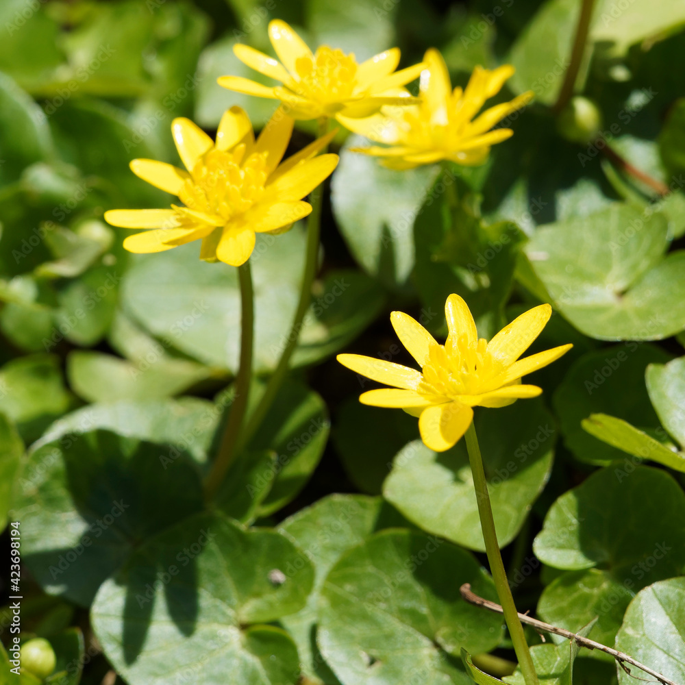 Corolles à pétales jaune brillant, sépales verdâtres au bout d'un long pédoncule sur des petites feuilles cordiformes, nervurées, glabres vert foncé Corolles à pétales jaune brillant, sépales verdâtres au bout d'un long pédoncule sur des petites feuilles cordiformes, nervurées, glabres vert foncé