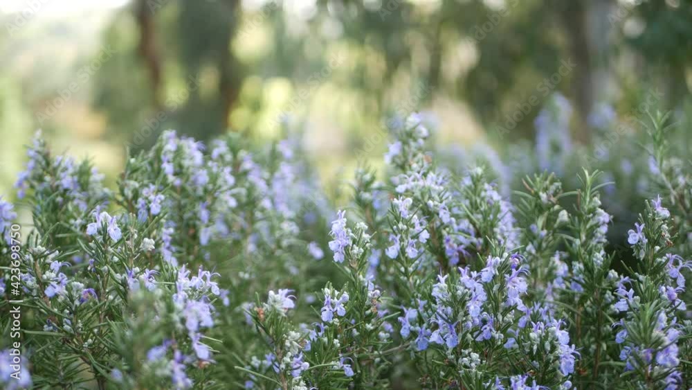 Rosemary salvia herb in garden, California USA. Springtime meadow romantic atmosphere, morning wind, delicate pure greenery of aromatic sage. Spring fresh garden or lea in soft focus. Flowers blossom.