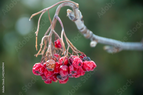 A bunch of dried rowan berries on a twig. Autumnal harvest of the forest. Red ash berries withered in winter. Selective focus on the berries, blurred background.