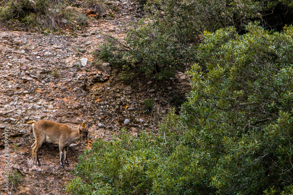 Mountain goat in Montserrat mountain, Barcelona, Spain Mountain goat in Montserrat mountain, Barcelona, Spain
