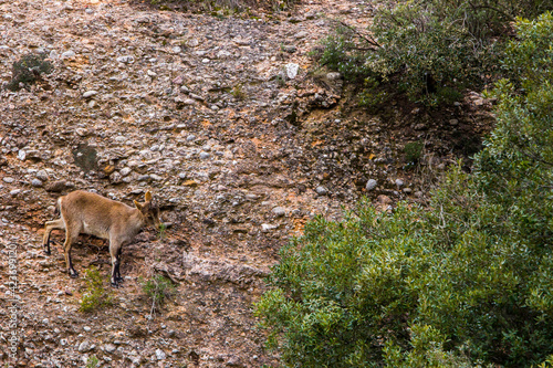 Mountain goat in Montserrat mountain  Barcelona  Spain